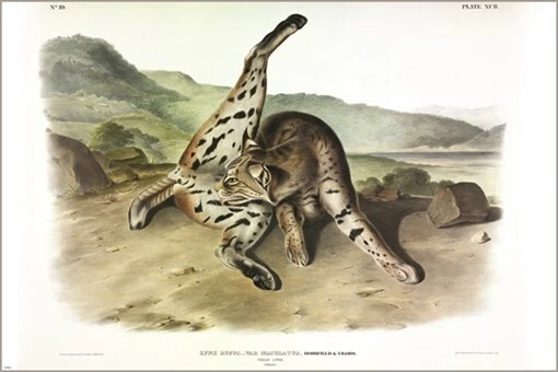 Póster artístico ilustración vintage de lince texano de John James Audubon 20x30 Foto 1 de 1