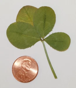 4 leaf clover - real, dried, and pressed - Trifolium repens - Picture 1 of 1
