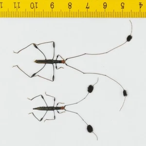 Unmounted Specimen - Long Horn Beetle - Cerambycidae sp (Pair) - Malaysia - 8667 - Picture 1 of 1
