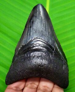 MEGALODON SHARK TOOTH - 3.60 INCHES - SHARK TEETH - REAL FOSSIL - MEGLADONE