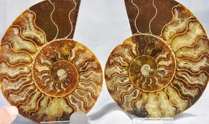 Large Ammonite Pair Great Crystals 5.0" 110myo Dinosaur age 128mm Fossil 4305ee - Picture 1 of 7