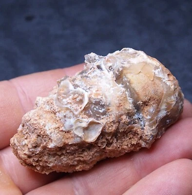 65mm Gastropod Transparent Fossil Chalcedony mineral Agate Jurassic 3 - Image 1 of 4