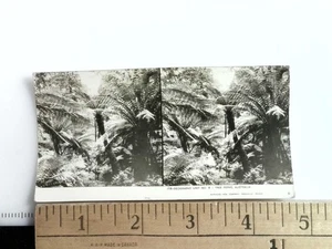 Baumfarne Australien Stereoview Keystone View Co. 1930er Taschenformat - Bild 1 von 2