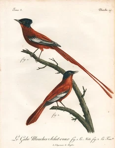 Paradise Flycatcher Bird Etching Levaillant 1799 - Picture 1 of 1