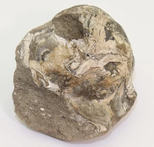 Nautilus, Aturia sp., Tertiär, Miozän, Achim Uesen, Deutschland -i524 - Bild 1 von 4