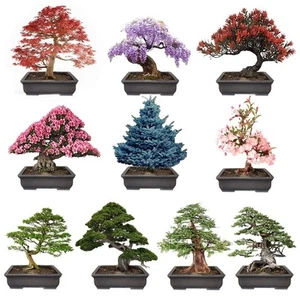300+ Bonsai Tree Seeds – 10 Popular Varieties of Non GMO Heirloom Bonsai Seed - Picture 1 of 6