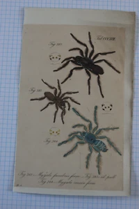 Impresiones antiguas coloreadas a mano de la década de 1840 arañas MYGALE-CL Koch-TARANTULA-Funnelwebs - Imagen 1 de 40
