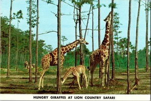 Postal continental de colección de jirafas hambrientas en Lion Country Safari - Imagen 1 de 2