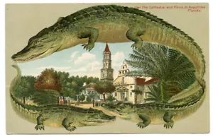 Alligator Border S 547 Florida St Augustine Cathedral & Plaza - Picture 1 of 2