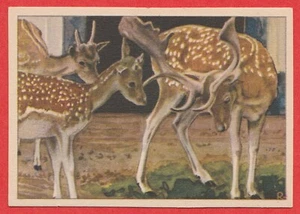 1940 Dutch Trade Card by Verkade #82 Fallow Deer - Summer Coat - Foto 1 di 2