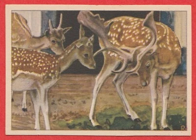 1940 Dutch Trade Card by Verkade #82 Fallow Deer - Summer Coat - Image 1 of 2