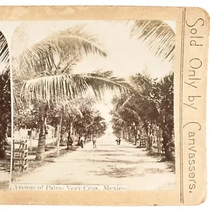 Veracruz Mexico Avenue Palms Stereoview c1890 Mexican Road Trees Photo H1721 - Picture 1 of 4