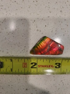 Ammolite Ammonit Schmuckherstellung - Bild 1 von 3