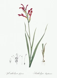 Gladiolus Cunonius Lily Les Liliacees by Pierre Joseph Redouté Print Repro - Picture 1 of 2