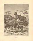 Eland, by Specht, Zoology, Vintage, 1885 Antique Art Print.