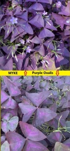 3 Rare Oxalis Triangularis Myke , and 5 Purple Variegated Oxalis Combo rhizomes - Picture 1 of 8