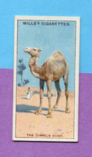 1924 W.D. & H.O. WILLS CIGARETTE CARD DO YOU KNOW? SERIES 2 #11 CAMEL HUMP