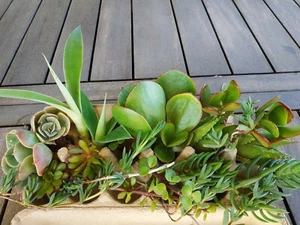 25 succulent cuttings, incl Aloe vera - Picture 1 of 2