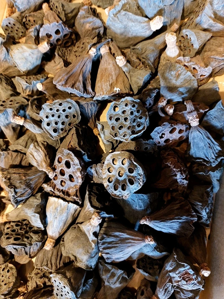 100 Getrocknete Lotosblüten mini 3-5cm naturfarben im 100st. Trockenblumen  - Bild 1 von 1