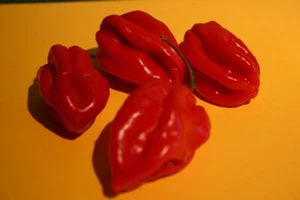 Chili Samen – Habanero rot,großfruchtig Nr.7870 - Bild 1 von 1