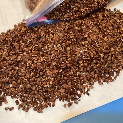 Upright Italian Cypress Tree Seeds (CUPRESSUS SEMPERVIRENS STRICTA) - Image 1 of 4