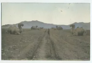 China Stone Camels Ming Tombs Peking S. Yamamoto Postcard Beijing Shendao - Picture 1 of 2