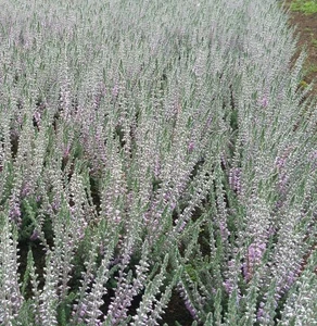 3 Stück Besenheide Calluna vulgaris Silver Night Sommerheide 10 - 15 cm - Bild 1 von 1