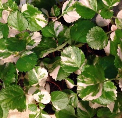 **ORIGINAL** VARIEGATED SWEDISH IVY (PLECTRANTHUS AUSTRALIS VAR.) - 2 1/4" POT - Image 1 of 4
