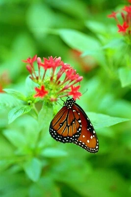 Five (5) Original Color 35 mm Negatives of Butterflies Five original 35 mm color - Image 1 of 4