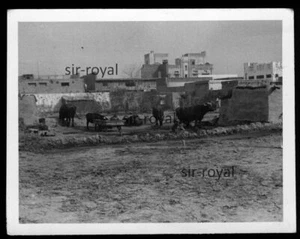 Lahore in Pakistan 1959 - Wasserbüffel in der Vorstadt - 1950er - Foto 9x7cm - Bild 1 von 2