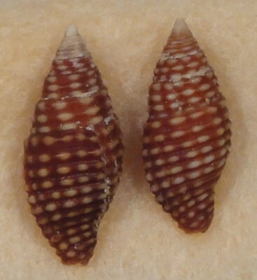 Mitra Fraga 2 carcasas 16 + 18 mm Guam Foto 1 de 4