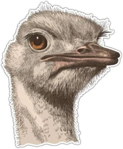 Ostrich Head Bird Zoo Africa Car Bumper Window Sticker Decal 4"X5" - Picture 1 of 1