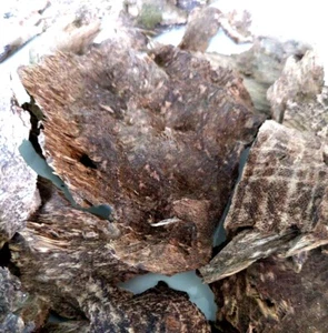 Agarwood chips Wild Natural Khao-Yai Prachinburi Thailand Premium Grade Rare - Picture 1 of 12
