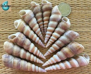 12 - 2" to 3" TURRETELLA SEA SHELLS - GREAT CRAFTING SHELLS - Imagen 1 de 2