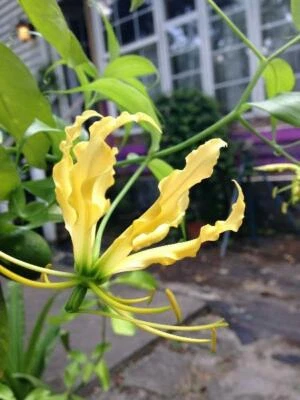 Gloriosa superba lutea | Flame or Climbing Lily | 25 Seeds - Image 1 of 4