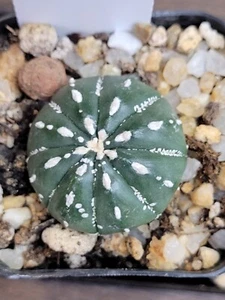 Astrophytum Asterias Cactus 2 in pot Cacti Perfect Markings Clean #2961 - Picture 1 of 4