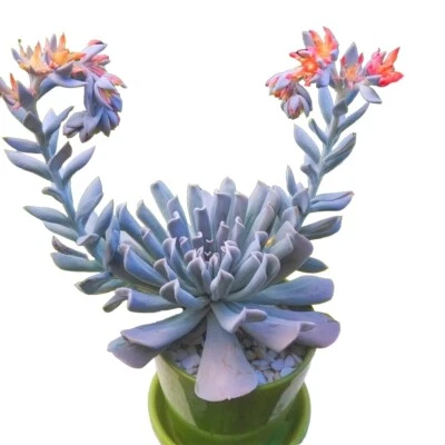 Succulents Echeveria - Image 1 of 4