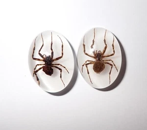 Insect Cabochon Ghost Spider Specimen Oval 18x25 mm on white 2 pieces Lot - Picture 1 of 17