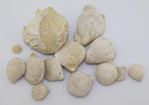 Brachiopoden, Juralina insignis, Jura, Kimmeridge, Saal a.d. Donau, BRD -m75 - Picture 1 of 8