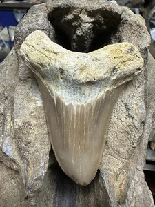 "Diente de tiburón Summerville Angustidens 3,36"" Carolina del Sur fósil familia Megalodon" - Imagen 1 de 6