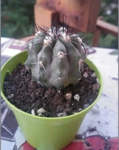 Copiapoa Succulents Cactus Plants - Foto 1 di 2