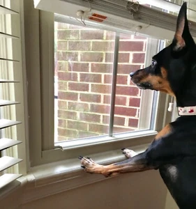 PROTECTOR DE REPISA DE UMBRAL DE VENTANA PARA PERROS MASCOTAS - CUBIERTA PROTECTORA DE UMBRAL EVITA ARAÑAZOS - Imagen 1 de 5