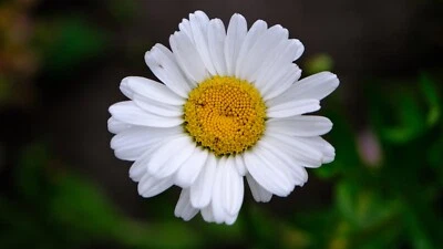 Meyer Optik 50mm f1.8 Oreston Prime Lens M42 - Image 1 of 4