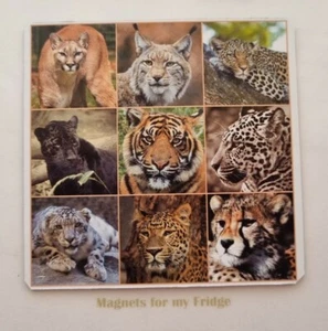 BIG, WILD CATS COLLAGE FRIDGE MAGNET  -  M57F - Imagen 1 de 1