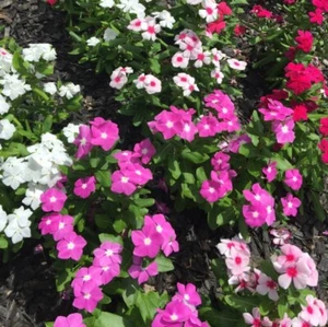 VINCA TALL ROSEA MIXED 100+ Seeds Grow FLOWERS garden easy - Picture 1 of 2