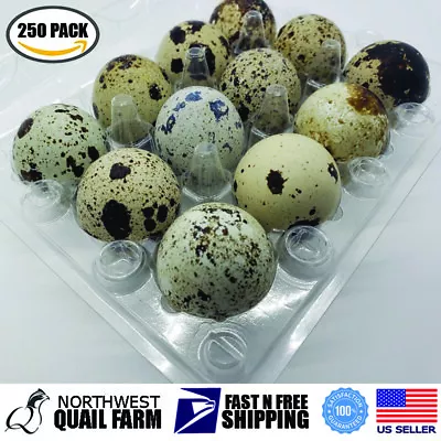 NWQUAILFARM.COM Jumbo Quail Egg Cartons 12 Cell (3x4) 250pcs - Secure Snap Close, Fast Shipping