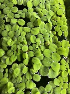 150+ Water Spangles Salvinia Minima Live Aquarium Floating Plant 12 oz Container - Picture 1 of 6