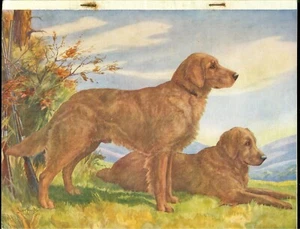 GOLDEN RETRIEVERHUTCHINSONS DOG ENCYCLOPAEDIA MAGAZINE PART 21 -SETTER, - Foto 1 di 5