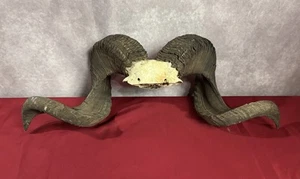 Ram Sheep Bighorn Skull Cap ~Spiraling Horns/Antlers~ European Mount Taxidermy - Picture 1 of 24