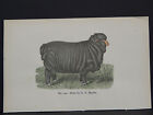 Sheep, N.Y. State Merino Sheep 1880 Hand Color 141 - G.F. Martin #04